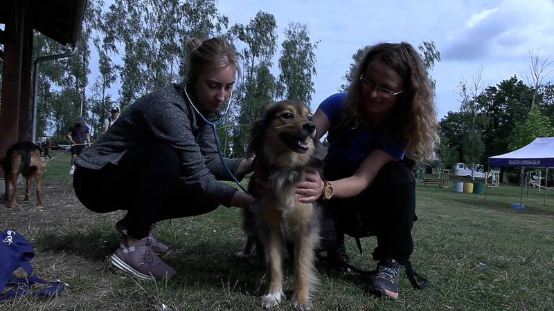 NA MECIE DOGTREKKINGU
